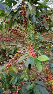 Nikmatnya Kopi Asli Ngebel